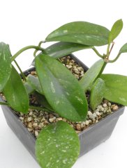 Hoya Gonoloboides