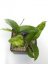 Hoya sp. tam dao