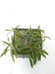 Hoya kentiana