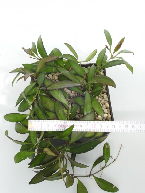 Hoya laxiflora