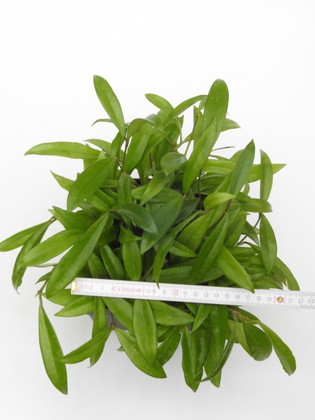 Hoya salwenica
