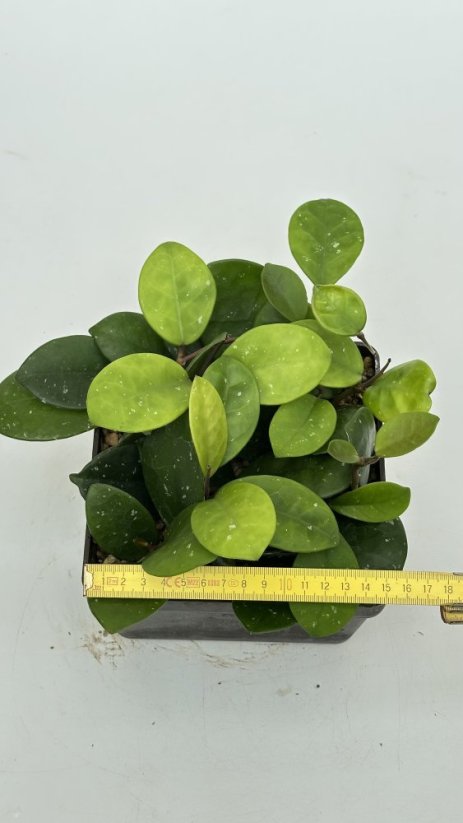 Hoya David's Cup Green