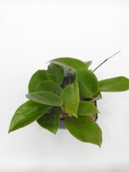 Hoya surigaoensis