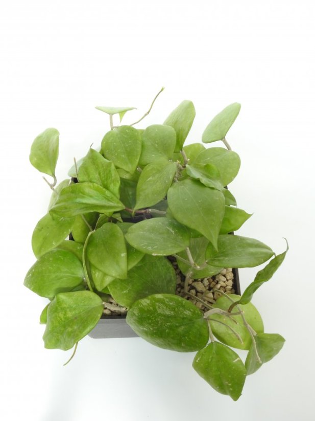 Hoya balaensis