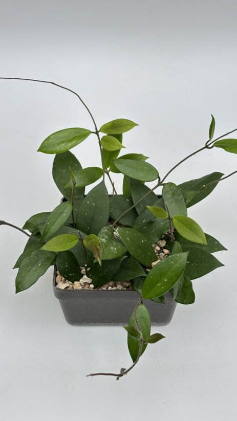 Hoya carnosa red