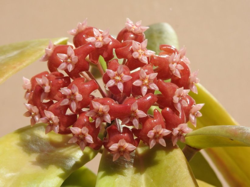 Hoya ilagiorum