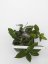 Hoya parasitica black edge