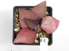 Euphorbia francoisii hybrid  No.1