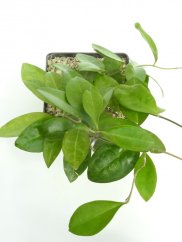 Hoya elliptica Philippines