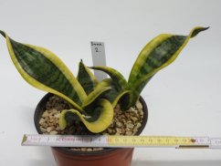 Sansevieria trifasciata twisted sister  No.2