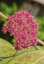 Hoya Nathalie