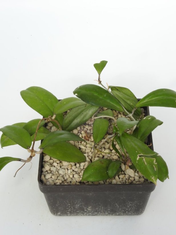 Hoya Shadow