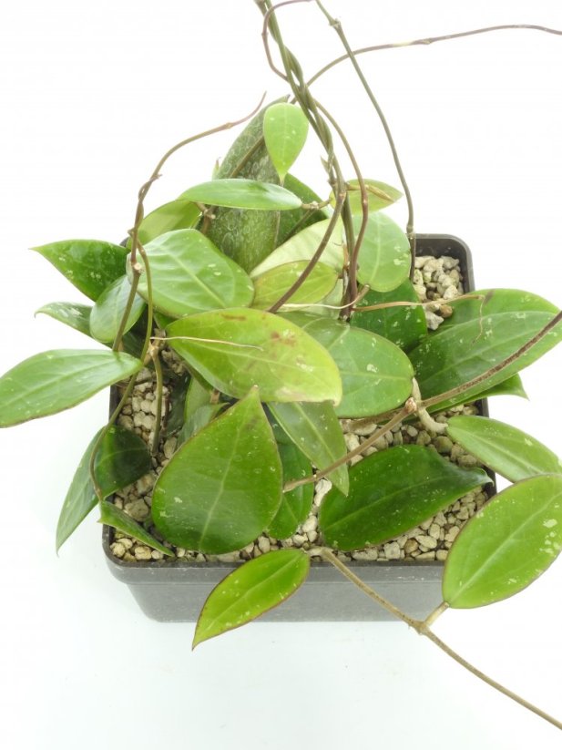 Hoya prachinburi black leaves