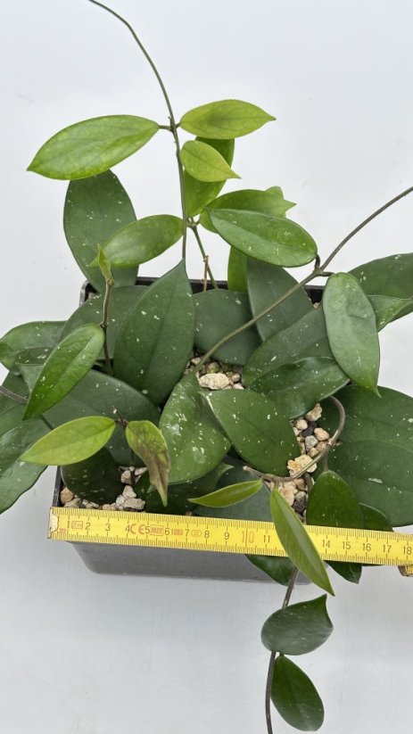 Hoya carnosa red