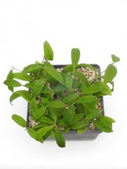 Hoya cagayanensis