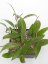 Hoya parasitica long leaf