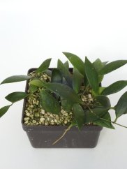 Hoya Micrantha