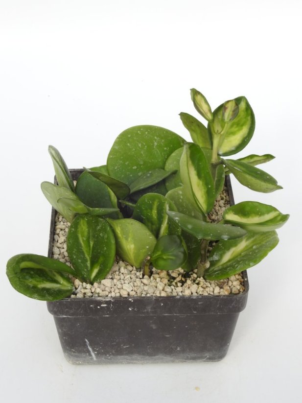 Hoya Obovata Variegata