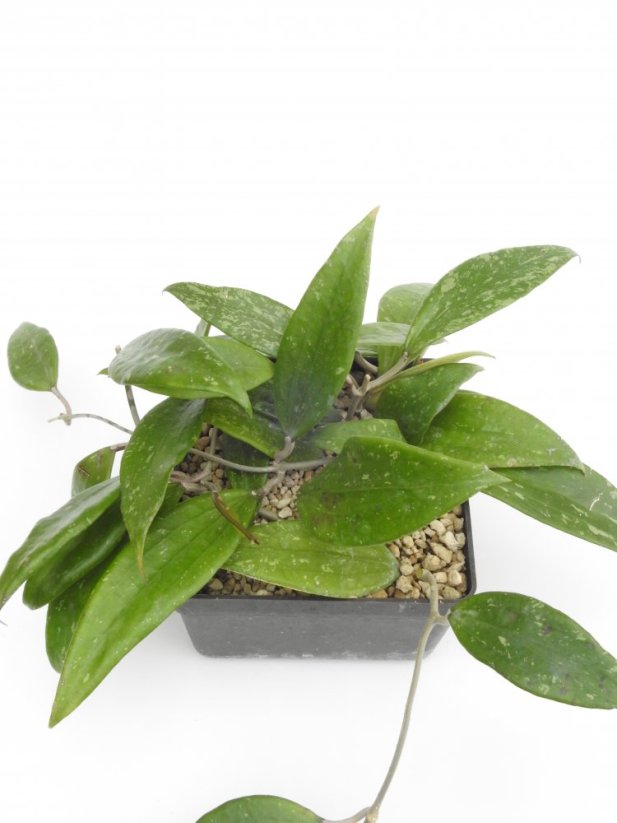 Hoya Rigida Splash