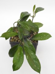 Hoya Gonoloboides