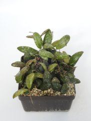 Hoya Sigilatis Big Leaf