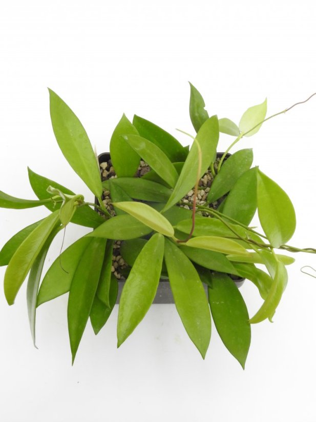 Hoya neoebudica
