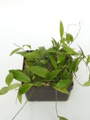 Hoya Pimenteliana