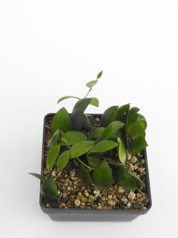 Hoya myrmecopa