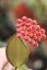 Hoya burtoniae ds70