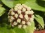 Hoya jennifer