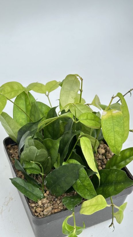 Hoya campanulata