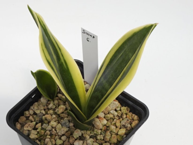Sansevieria trifasciata silver princess  No.6