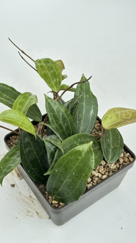 Hoya tjadasmalangensis