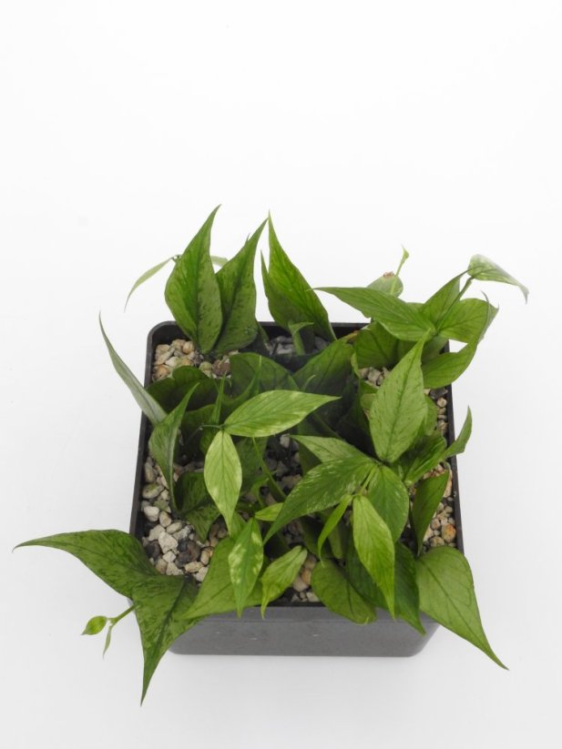Hoya polyneura