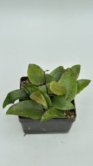 Hoya sulawesi 8867