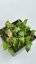 Hoya sp. Haruku IPPS 3759