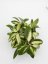 Hoya parasitica variegata
