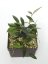Hoya Micrantha