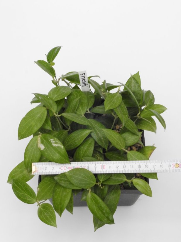 Hoya fitchii