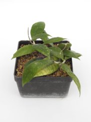 Hoya Finlaysonii Panggha