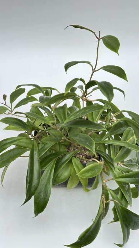 Hoya mindorensis