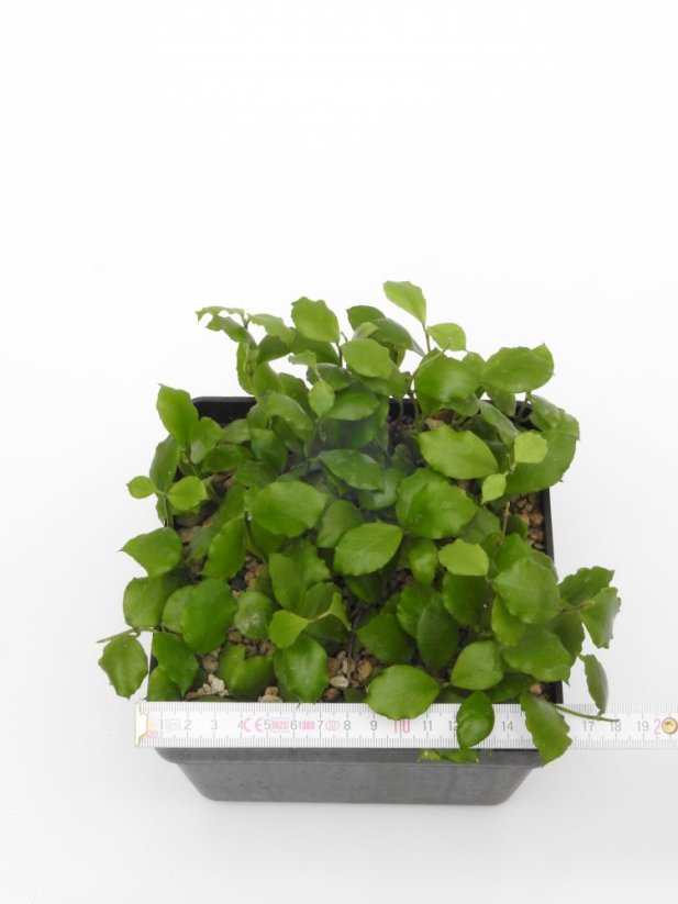 Hoya endauensis