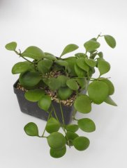 Hoya Kastbergii