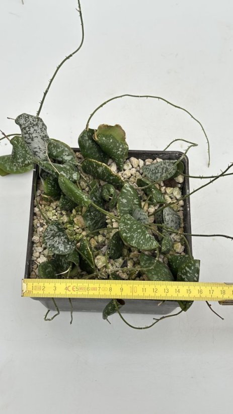 Hoya imbricata