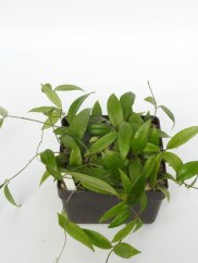 Hoya Pimenteliana