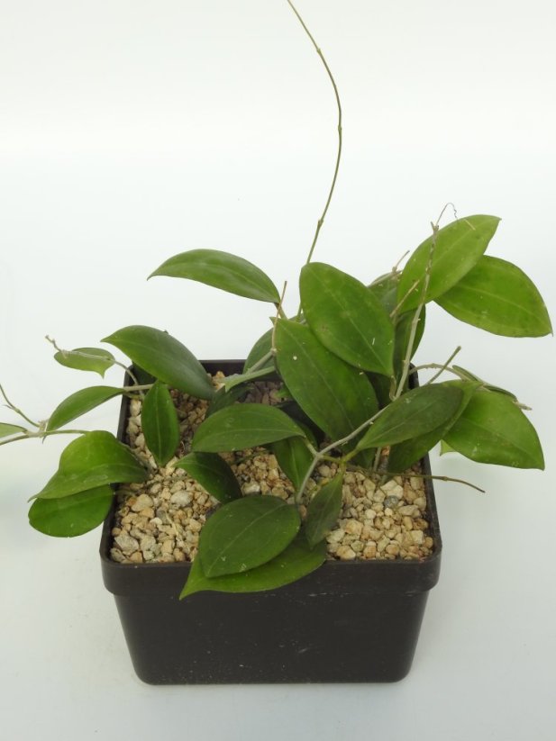 Hoya Tomataensis
