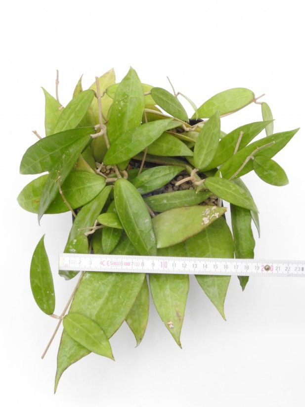 Hoya amoena