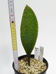 Sansevieria masoniana congo  No.10