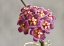 Hoya davidcummingii