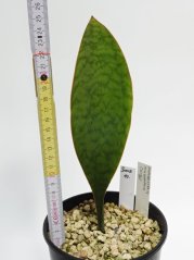 Sansevieria masoniana congo No.10